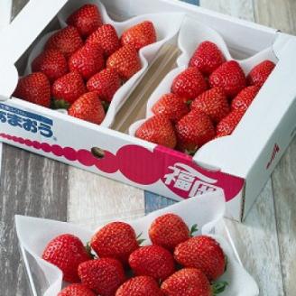 【2026年発送先行受付】春にお届け!福岡産はるあまおう3パック【配送不可地域：離島】