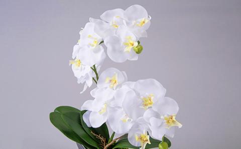 アーティフィシャルフラワー胡蝶蘭アレンジメント光触媒 (ホワイト)