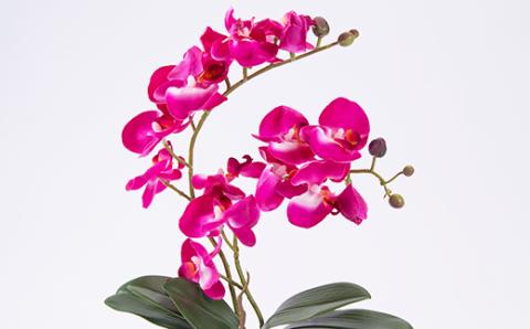 アーティフィシャルフラワー胡蝶蘭アレンジメント光触媒 (ピンク)