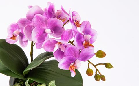 光触媒胡蝶蘭(アーティフィシャルフラワー)1本立て(ピンク)