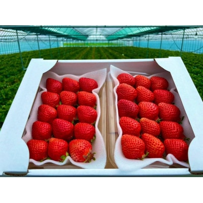 【11月下旬より順次発送】農家直送 朝採り新鮮いちご【博多あまおう】約270g×4パック【配送不可地域：離島】