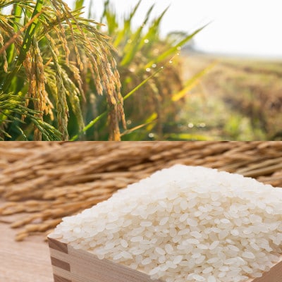 福岡県産ブランド米セット(合計10kg)