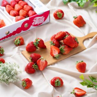 【11月下旬より順次発送】フルーツ専門店が選んだ「あまおう苺」冬250g×2パック(大野城市)【配送不可地域：離島】