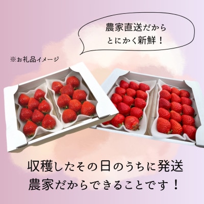 【先行予約】福岡県産あまおう 約270g×4パック【配送不可地域：離島】