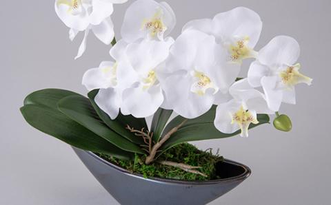 アーティフィシャルフラワー胡蝶蘭アレンジメント光触媒 (ホワイト)