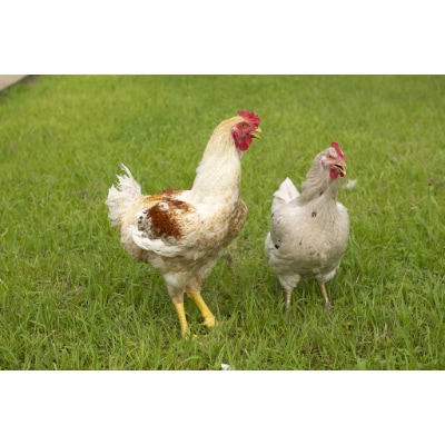 【はかた地鶏】水炊きと使いやすいもも切身セット【配送不可地域：離島】