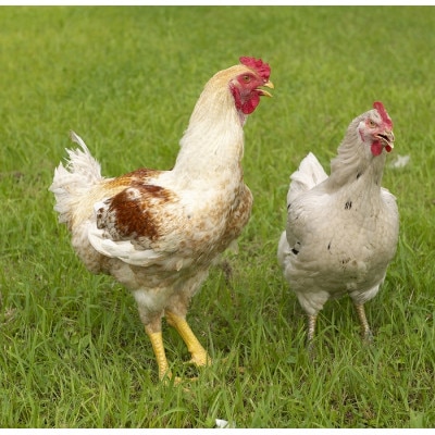 【はかた地どり】もも肉1kg(3～4枚入り)【配送不可地域：離島】