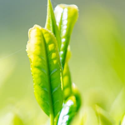 奥八女星野村 深蒸し高級煎茶(深蒸し茶)100g×2袋