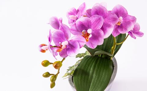 光触媒胡蝶蘭(アーティフィシャルフラワー)1本立て(ピンク)