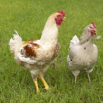 焼くだけ簡単!味付け肉セット《合計2.5kg》プラス【はかた地どり】もも肉1kg【配送不可地域：離島】