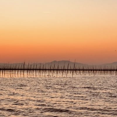 【有明海産一番摘み】有明極撰8本セット(10切32枚×8本・計256枚)