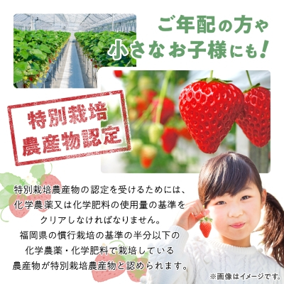 【数量限定】特別栽培あまおう4パック【2025年12月より順次発送】【配送不可地域：離島】