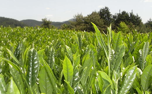 奥八女星野村 深蒸し高級煎茶(深蒸し茶)100g×1袋