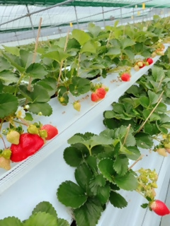 福岡県産　苺　よつぼし　250g×4パック【ナチュレッシュ・ファーム・ジェイピー】_KA1387