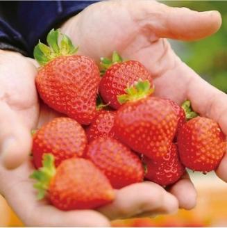 むなかたアイスキャンデー（宗像産博多あまおう／宗像産甘夏）各6本（計12本）【道の駅むなかた】_KA1021