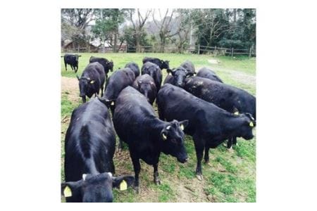 お米で育てたむなかた牛 切り落とし500g （牧場直送）【すすき牧場】_KA0152