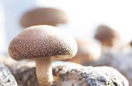 生しいたけ　肉厚シイタケ　無農薬　菌床栽培　1.2kg【ハタモト農産】_KA1003