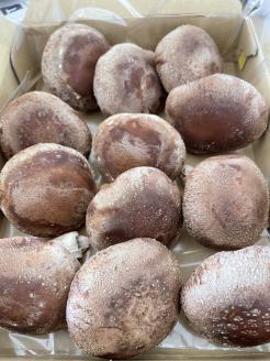 生しいたけ　肉厚シイタケ　無農薬　菌床栽培　特大　12枚【ハタモト農産】_KA1007