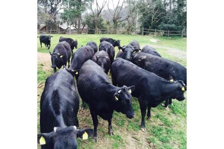 【定期便／年6回／奇数月にお届け】むなかた牛肩ローススライス定期便【すすき牧場】_KB0044