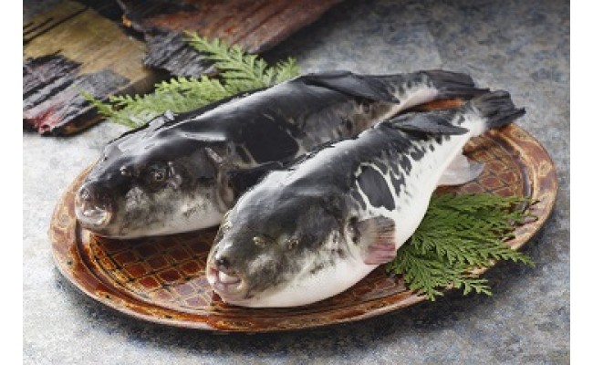 漁師お勧め！天然 とらふぐ てっさ てっちり（お刺身セット）（3～4人前）【宗像漁協】_HA0468