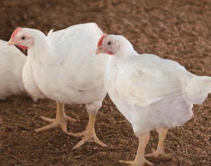 【道の駅むなかた】むなかた鶏肩肉使用 やわらか 鶏の炭火焼_HA0721