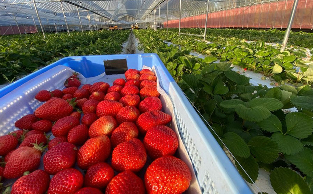 オーガニック冷凍あまおう 「いせいちご」 3kg (500g×6パック)【伊世いちご畑】_HA1317