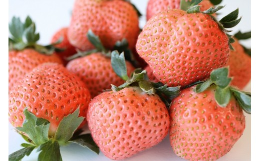 【先行予約】【2025年12月中旬より順次発送】福岡県産　いちご3種食べ比べ　6パックセット【ナチュレッシュ・ファーム・ジェイピー】_HA1340