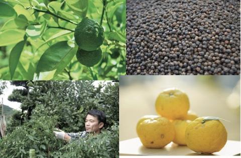 【一週間以内に発送】「フミ子の生ゆず胡椒」ゆず香る絶品ゆず胡椒３本セット※色変更も可能【フミ子印】_HA1414