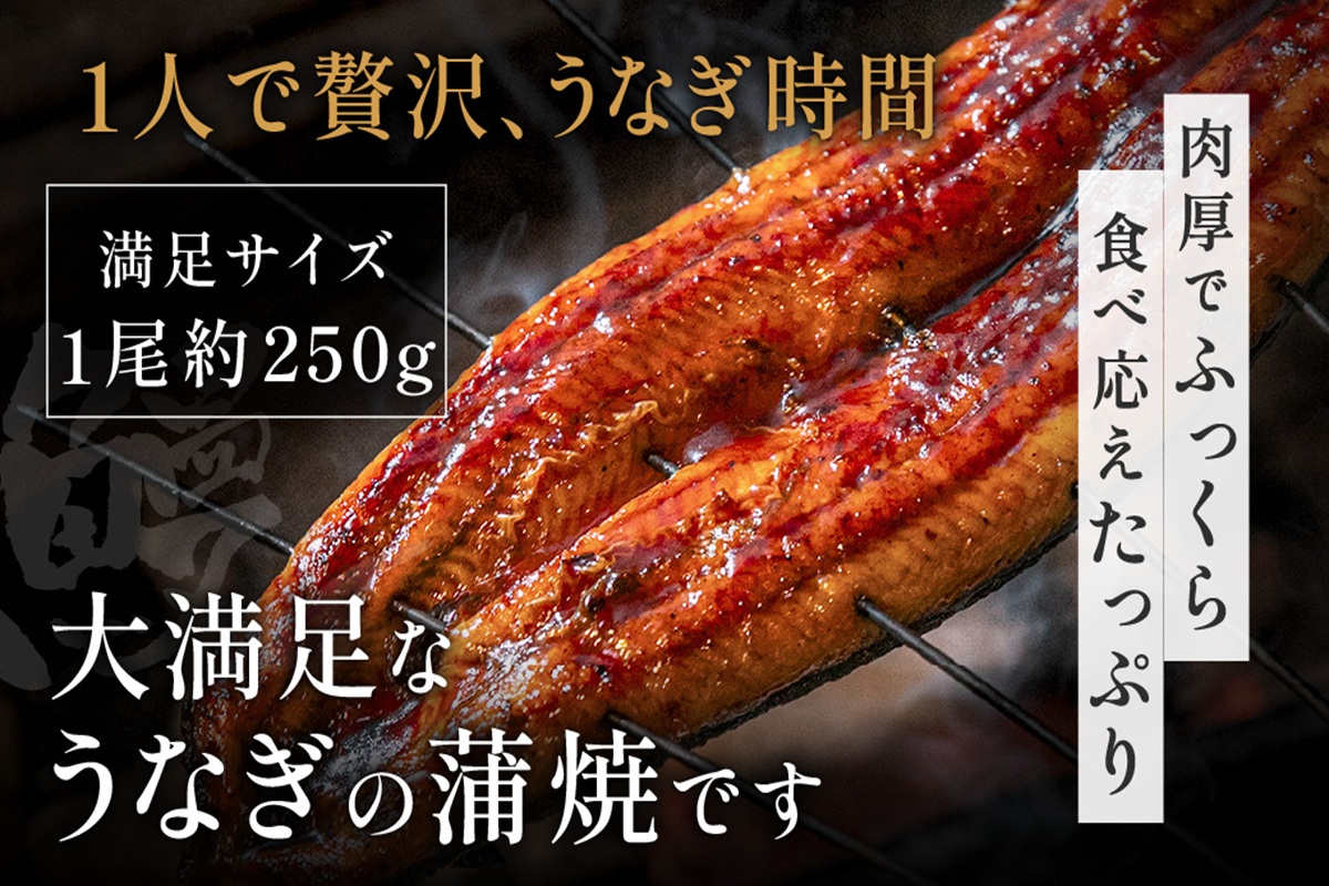 うなぎ蒲焼き1尾セット(約250g×1尾セット)【魚住商店】_HA1963 うなぎ 鰻 蒲焼 真空パック 福岡県宗像市 宗像市 福岡 宗像