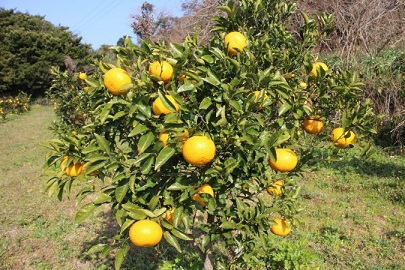 むなかたアイスキャンデー（宗像産博多あまおう／宗像産甘夏）各6本（計12本）【道の駅むなかた】_KA1021