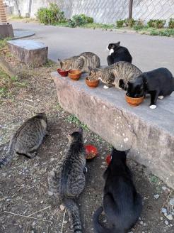 【返礼品なし】「てくてくさくらねこ」　地域猫活動支援【てくてくさくらねこの会】_KA1118