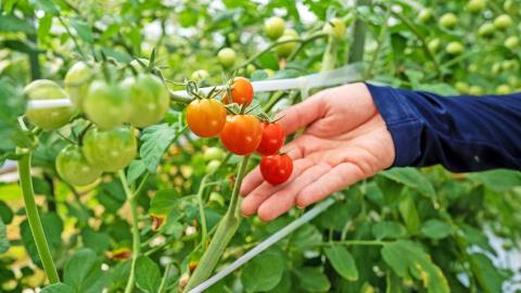 宗像とれたて　野菜・たまごセット【オアシス】_KA0778