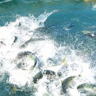 宗像産天然ブリ使用ブリ大根（2パック）【道の駅】_KA0769