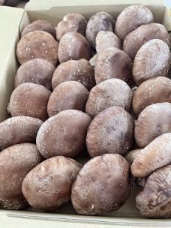 生しいたけ　肉厚シイタケ　無農薬　菌床栽培　1.2kg【ハタモト農産】_KA1003