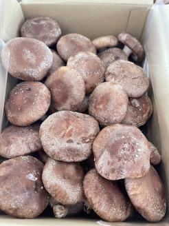 生しいたけ　肉厚シイタケ　無農薬　菌床栽培　4kg【ハタモト農産】_KA1004