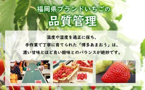 冷凍 博多あまおう 大容量 800g×2 計1.6kg【JAほたるの里】_KA0266