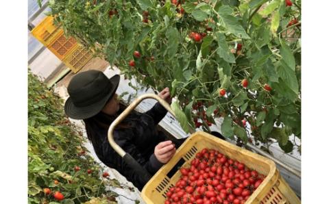 【2026年収穫分 受付スタート!】まるでフルーツ！「とMAX」ミニトマトアイコ(1kg)【とまとのまつお】_HA0375