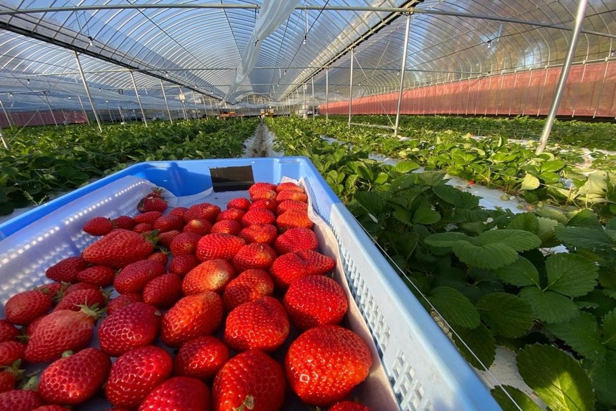 プレミアムオーガニックあまおう 「いせいちご」 プレミアムギフト【伊世いちご畑】_HA0481