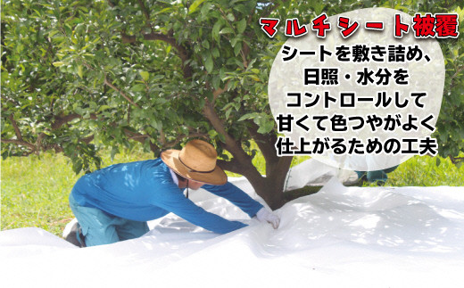 JAむなかた柑橘ブランド「姫神 みかん（せとか）」約5kg【JAほたるの里】_HA0681