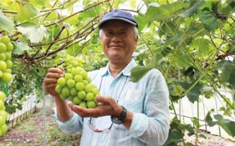 JAむなかた厳選【むなかた産シャインマスカット】1房(800ｇ以上)【JAほたるの里】_HA0913
