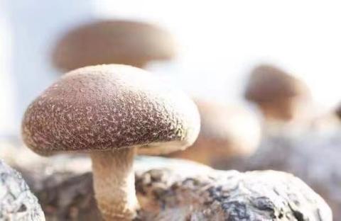 【一週間以内に発送】生しいたけ　肉厚シイタケ　無農薬　菌床栽培　110gX9(袋)【ハタモト農産】_HA1005