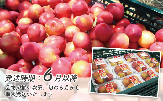 【JAむなかた すもも部会より】すもも(大石早生)1kg(250g×4パック)【JAほたるの里】_HA1254