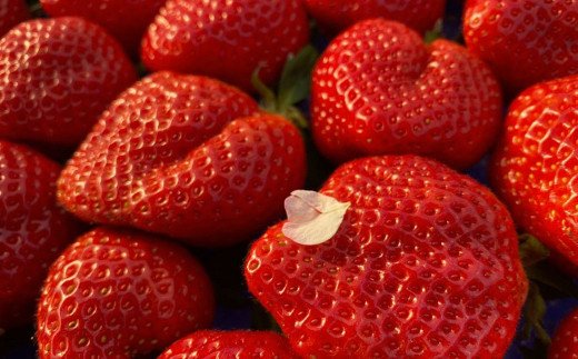 オーガニック冷凍あまおう 「いせいちご」 1kg (500g×2パック)【伊世いちご畑】_HA1315