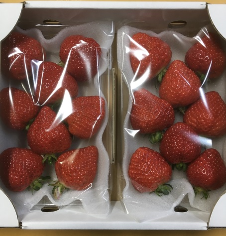 【先行予約】【2025年12月中旬より順次発送】福岡県産　あまおう　2パックセット【ナチュレッシュ・ファーム・ジェイピー】_HA1336