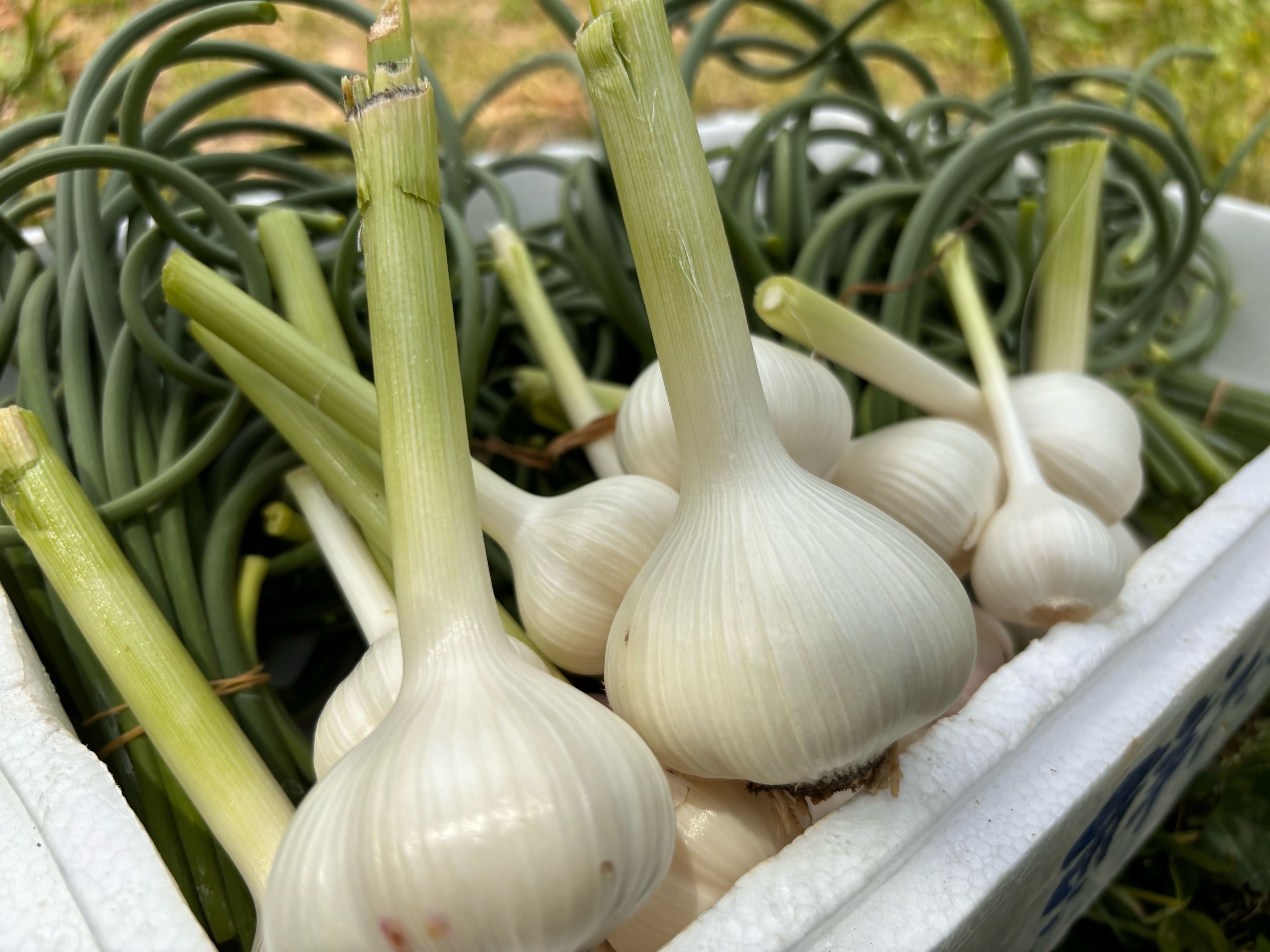 にんにく塩麴 130g×3本（自然栽培のにんにくシリーズ）【むなかたひかり】_HA1552