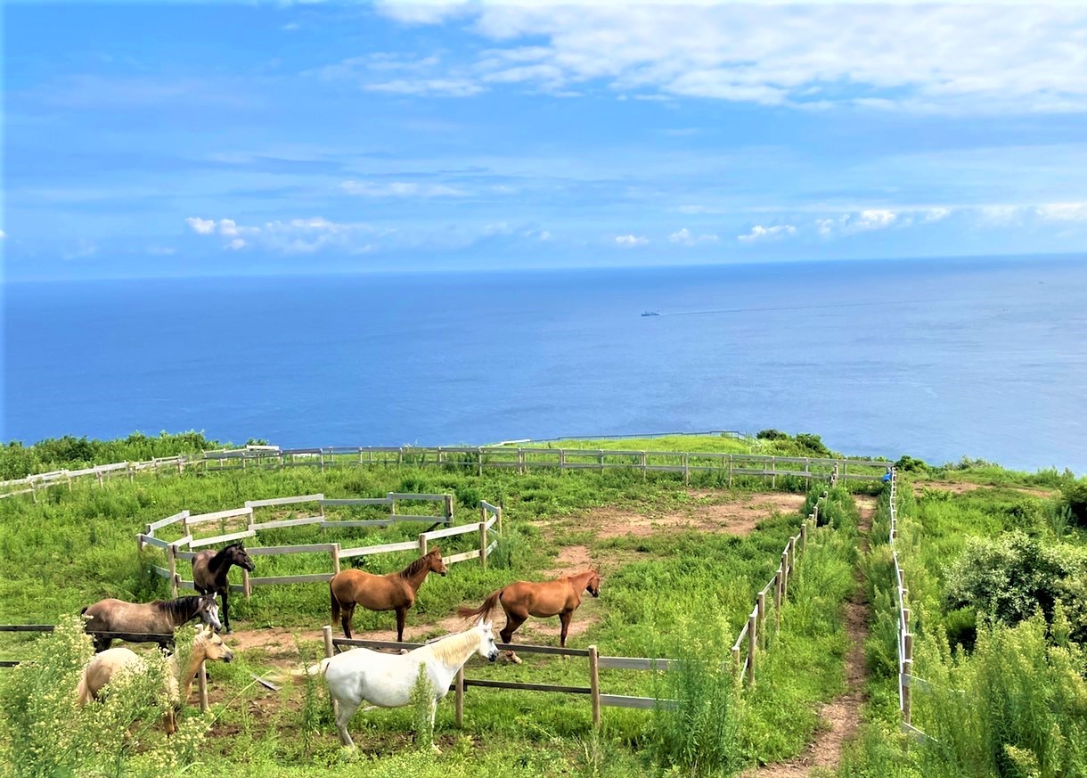 乗馬体験チケット 離島 大島コース 【カナディアンキャンプ乗馬クラブ】_HA1711