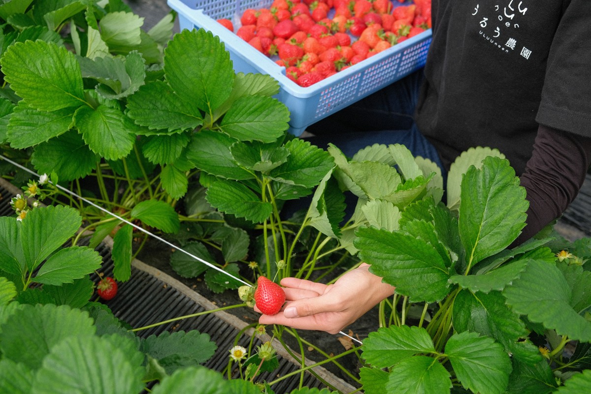 特別栽培あまおうDX4パック【うるう農園】_HA1966