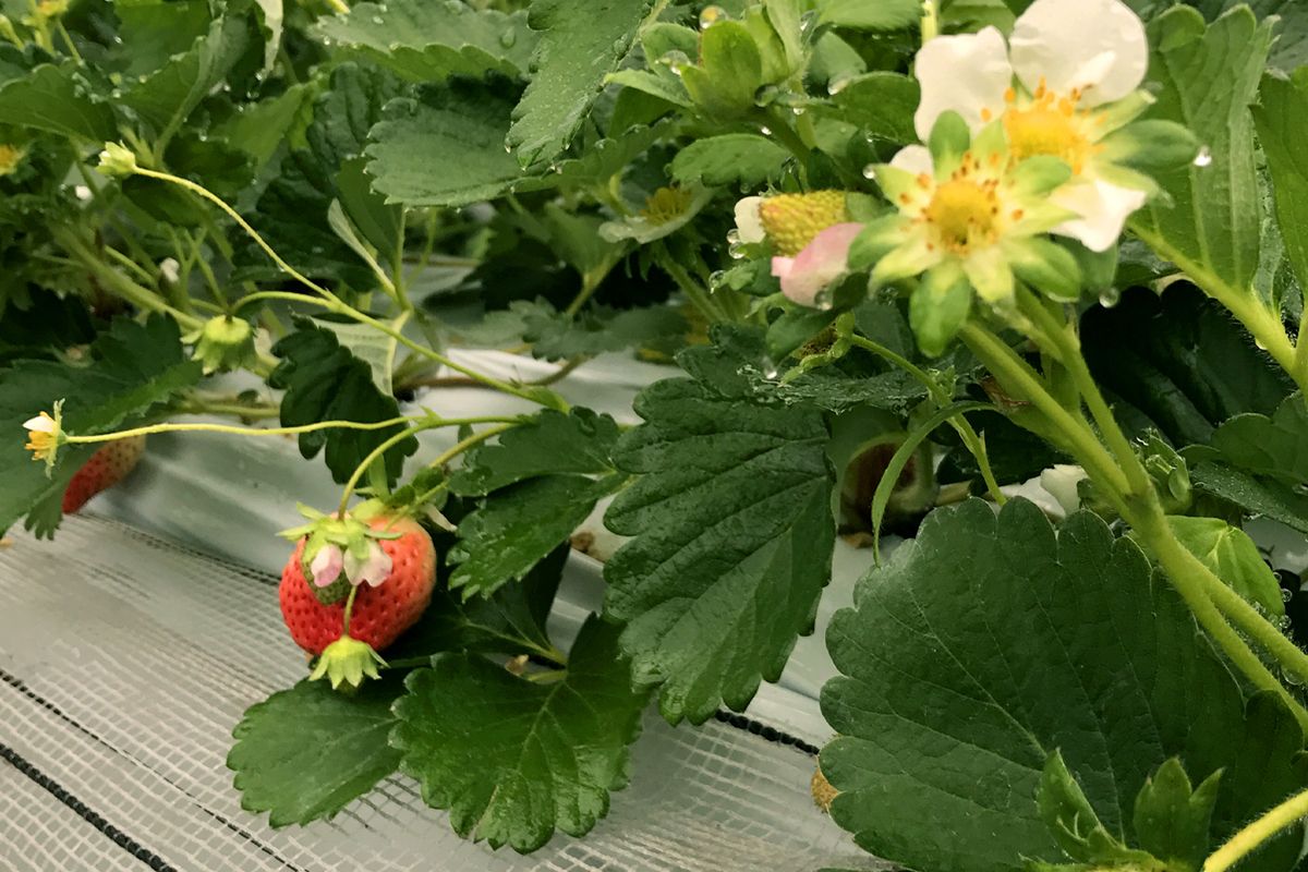 【2月15日～3月31日順次発送】福岡県産いちご「あまおう」270g×2パック【hurrah.】_HA1972