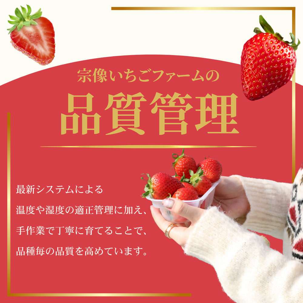 【定期便／3ヶ月連続お届け】何が届くかお楽しみ！人気のいちご2品種食べ比べ定期便 約300g×4P_HB0213