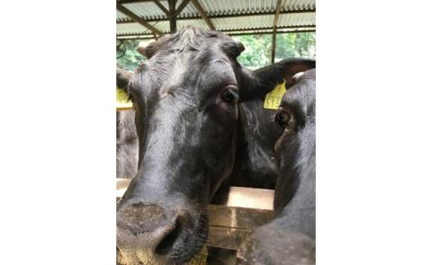 【定期便／年6回／偶数月にお届け】むなかた牛 切落し2kg　6ヶ月定期便（牧場直送）【すすき牧場】_KB0093